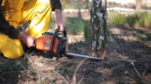 Best Fruit Tree Pruning  in Shell Kno, MO